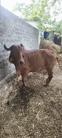 દેશી ગાય વેચવાની છે