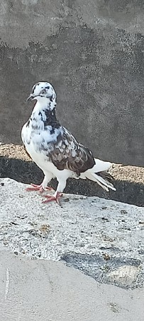જોટો બનાવવાનો રહેશે એક નર 1