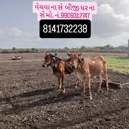 બીજી વાવણી વાવેલા બધા હાલત