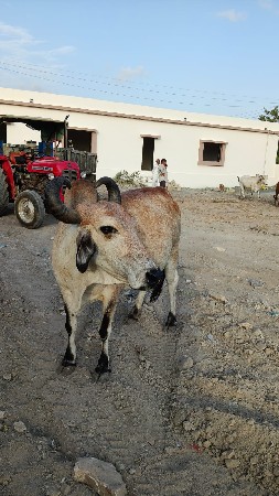 ગાય વેચવાની છે