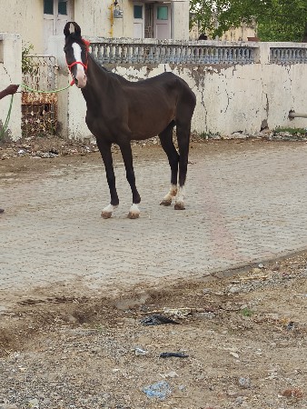 ઘોડિ છે