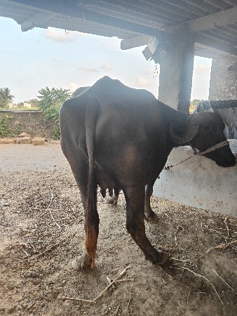 બે ભેંસ વેચવાની છે એક પેલાં વેતરની