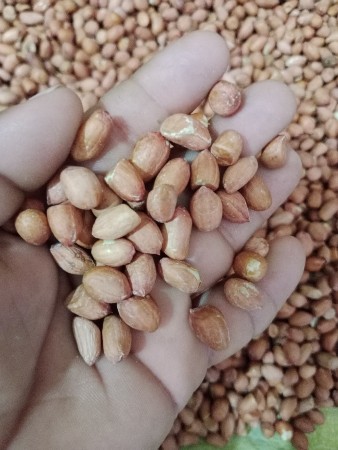 જી 20 મગફળી બીયારણ માટે