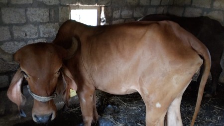 ગિર વોડકિ