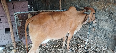 vechavani che