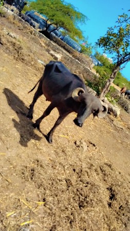 આ પાડો વેચવાનો છે