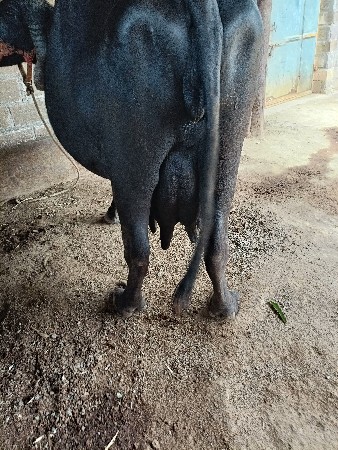 ભેંસ વેચવાની છે