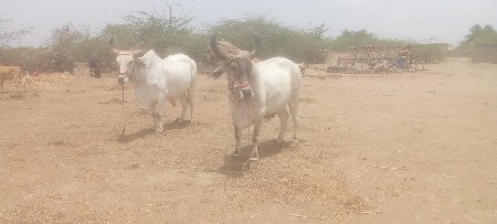 કોડલા વેચવાના છે  બધી જવાબદારી થી
