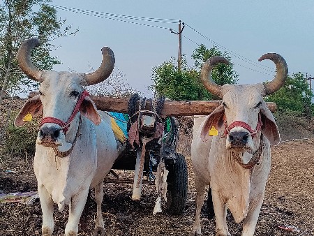 બળદ વેચવાના છે