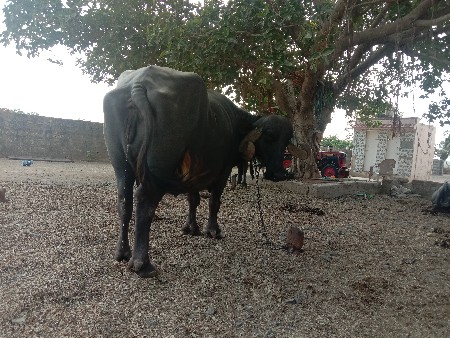 ભેંસ વેચવાની છે