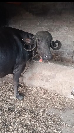 બે ભેંસ વેચવાની સે