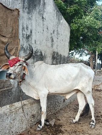 ગોધલો વેચવાનો
