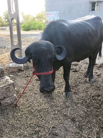 ખડેલી,વેચવાની છે,