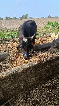 ગાય. વેસવાની સે