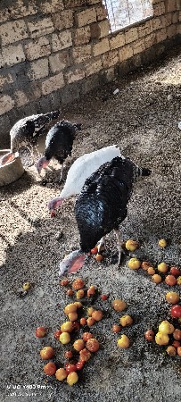 ટરકી