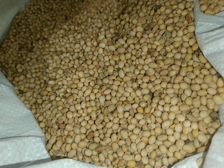 MSU 612, સોયાબીન