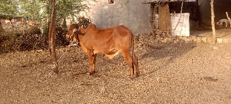 Tilak Nagar