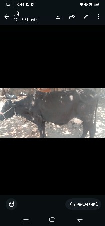એસપ વેસવાનીછે