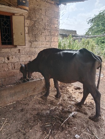 પરબત નંદાણીયા