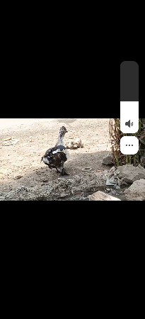 1જોડી