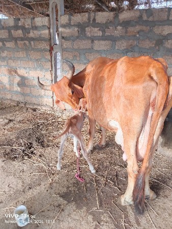 ત્રણ દિવસની વેંગલ છે વાછડી છે