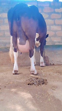 ગાય વેચવાનિ