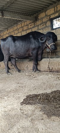 ભેંશ વેચવાની છે