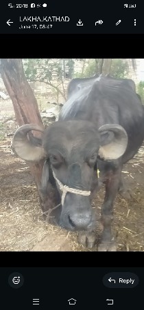 ભેંસ વેચવાની છે
