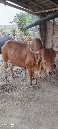 ગીરગાયવેસવાનીછે