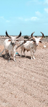 દેવાણી કરેલ છે