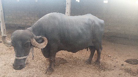નંબર 6351948247