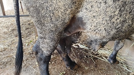 ગાય વેચવાની છે.