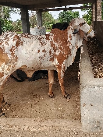 વેચવાની છે