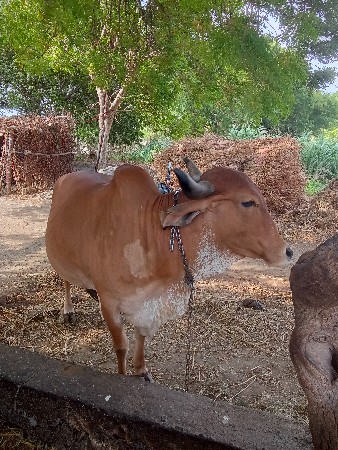 કરીયાણા