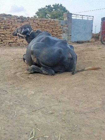 ભેંસ વેચવાની છે