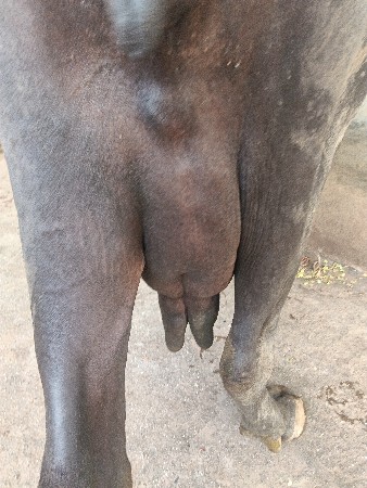 ચોથું વેધર દસ દિવસની વાર