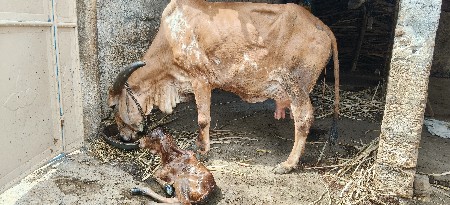 ગીર ગાય ત્રીજુ વેતર