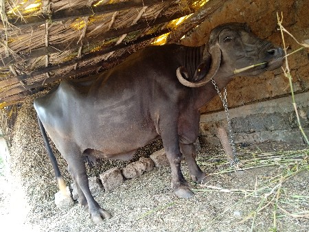 ભેજો વેચવાની છે