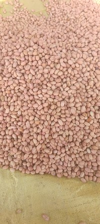 બિયારણ વેચવાનું છે G 41