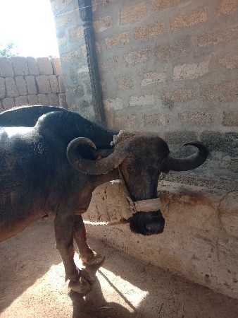આ ભેંસ વેચવાની છે ટોટલ જવાબદારી