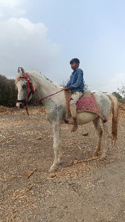 બાલ ભમરી ની ચોખી છે