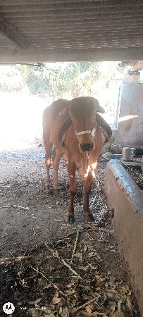 ગાય બેસવાની સે