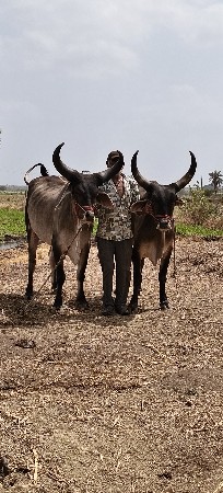 ગોધલા વેચવાના છે