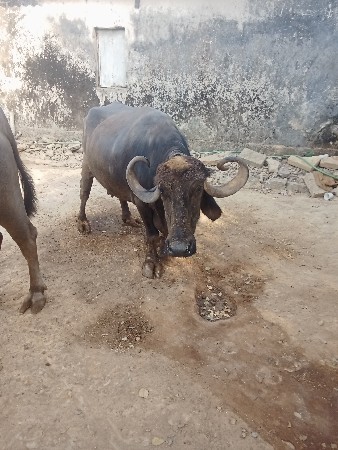 પારેટી ભેંસ વેચવાની છે