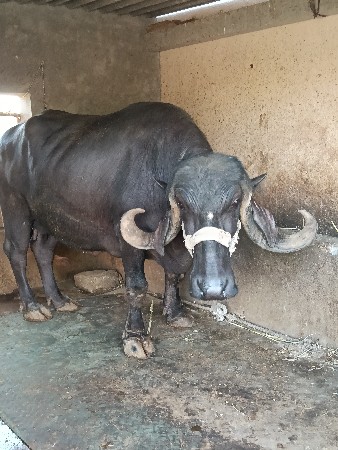 ભેંસ વેચવાની છે