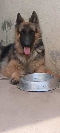 Long coat male