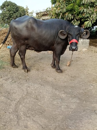 ભેંશ વેચવાની છે