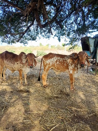 બીજીબર