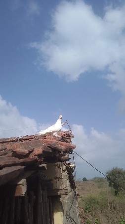 ં