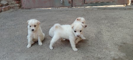 પોમેરીયન. જીરો સાઈ જ